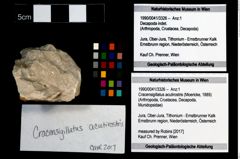 Foto (Objekt + Etikett) von Cracensigillatus acutirostris (Moericke, 1889)  (NHMW-GEO-1990-0041-3326)